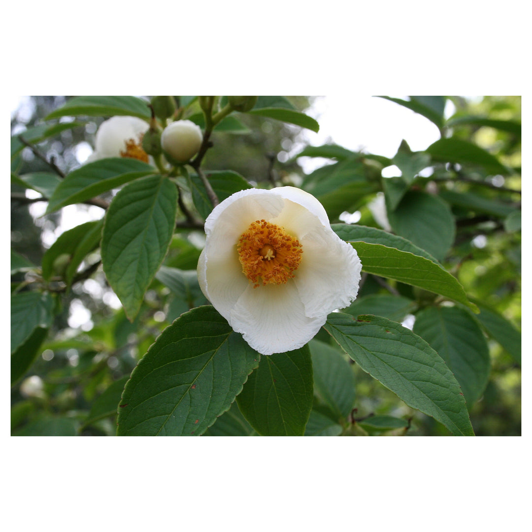 Stewartia White Seeds for Planting – Organic, Heirloom, Non-GMO Ornamental Tree Seeds | Neera Seeds product photo [neera-v4-c94c0dd683bf2e550445]