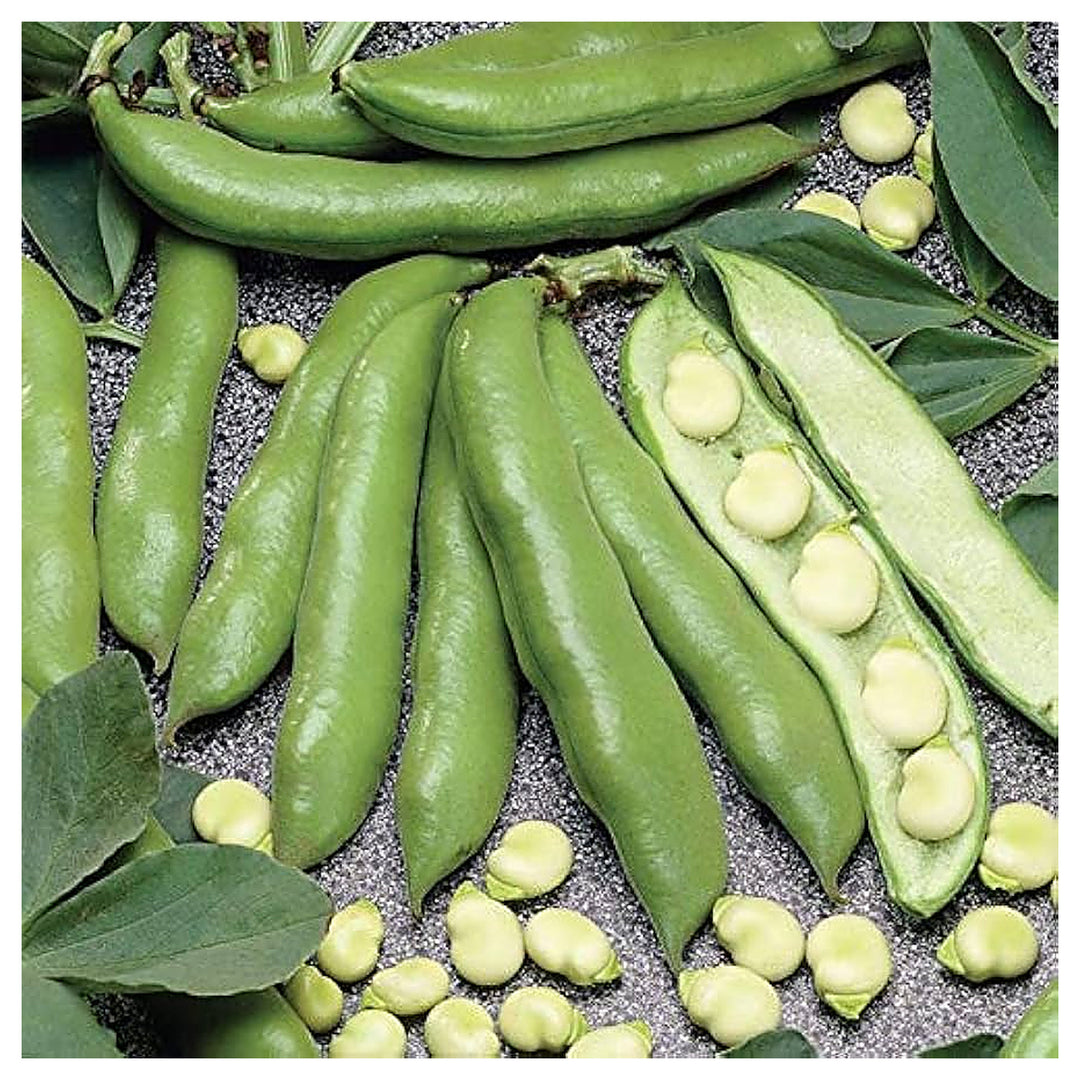 Green Aquadulce Bean Seeds for Planting - Heirloom Non-GMO Organic Garden Seeds High Germination | Neera Seeds product photo [neera-v4-c94c71ee7a93be82cf8a]