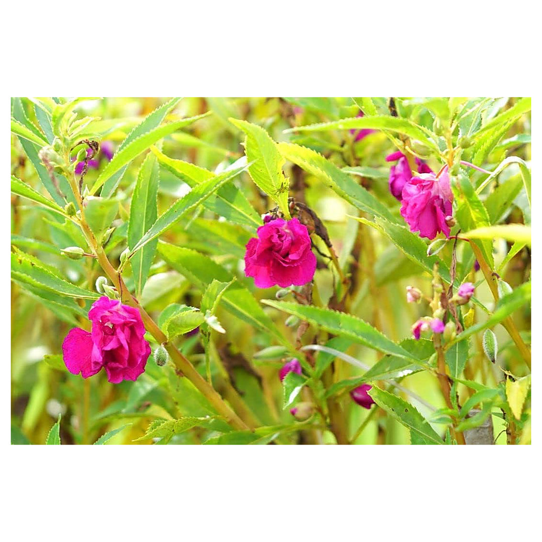 Camellia Flower Seeds for Planting – Heirloom, Non-GMO, High Germination Elegant Ornamental Garden Bloom Seeds | Neera Seeds product photo [neera-v4-c94ca3219f8085989e53]