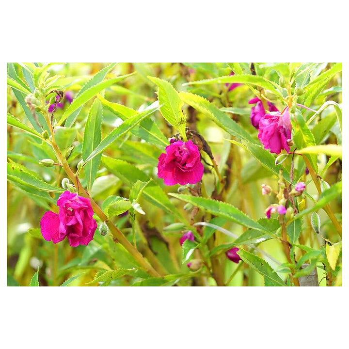 Camellia Flower Seeds for Planting – Heirloom, Non-GMO, High Germination Elegant Ornamental Garden Bloom Seeds | Neera Seeds product photo [neera-v4-c94ca3219f8085989e53]