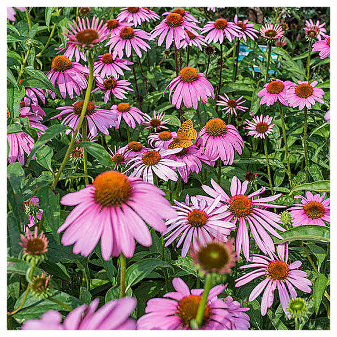 Baby Pink Echinacea Wildflower Seeds for Planting – Heirloom Non-GMO | Attract Pollinators & Butterflies | Neera Seeds product photo [neera-v4-c94e23e2c758a252b685]