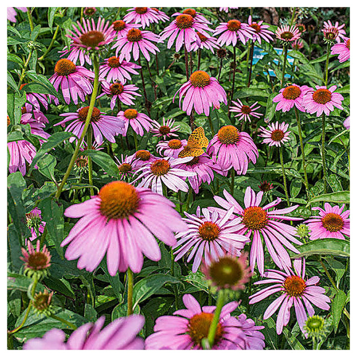 Baby Pink Echinacea Wildflower Seeds for Planting – Heirloom Non-GMO | Attract Pollinators &amp; Butterflies | Neera Seeds product photo [neera-v4-c94e23e2c758a252b685]