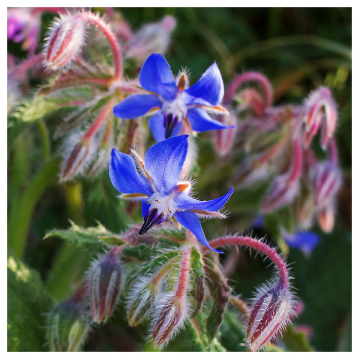 Borage Dark Blue Seeds for Planting – Organic, Heirloom, Non-GMO Flower Seeds | Neera Seeds product photo [neera-v4-c95d6d2a5fd67a5adc42]