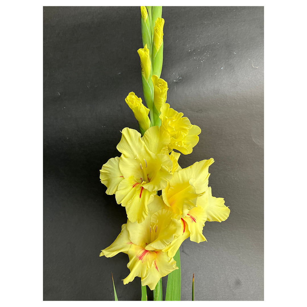 Heirloom Yellow White Gladiolus Flower Seeds – Non-GMO High Germination Perennial Blooms for Planting | Neera Seeds product photo [neera-v4-c967c4cbedaa53812b25]