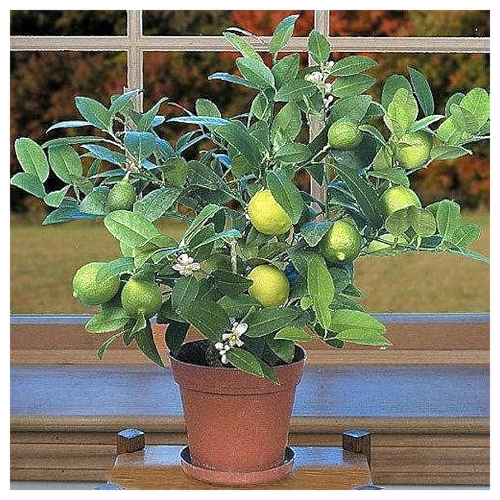 Lime Dwarf Tree For Planting Citrus Aurantiifolia For Home Gardens And Ornamental Landscapes Flower | Neera Seeds product photo [neera-v4-c96cefbae8a57540b50b]