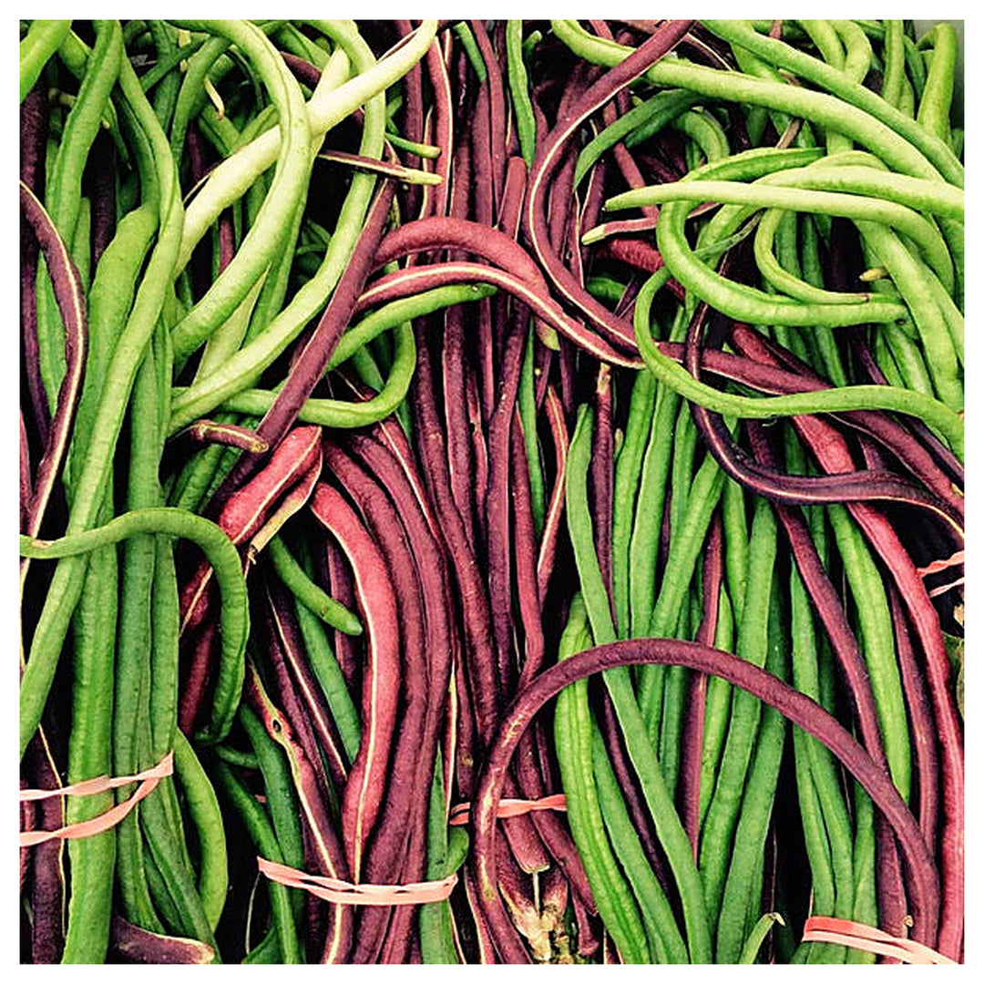 Yard Bean Seeds for Planting – Heirloom, Non-GMO, Organic Garden Seeds, High Germination, Long Pod Variety | Neera Seeds product photo [neera-v4-c9878381c345db0001be]