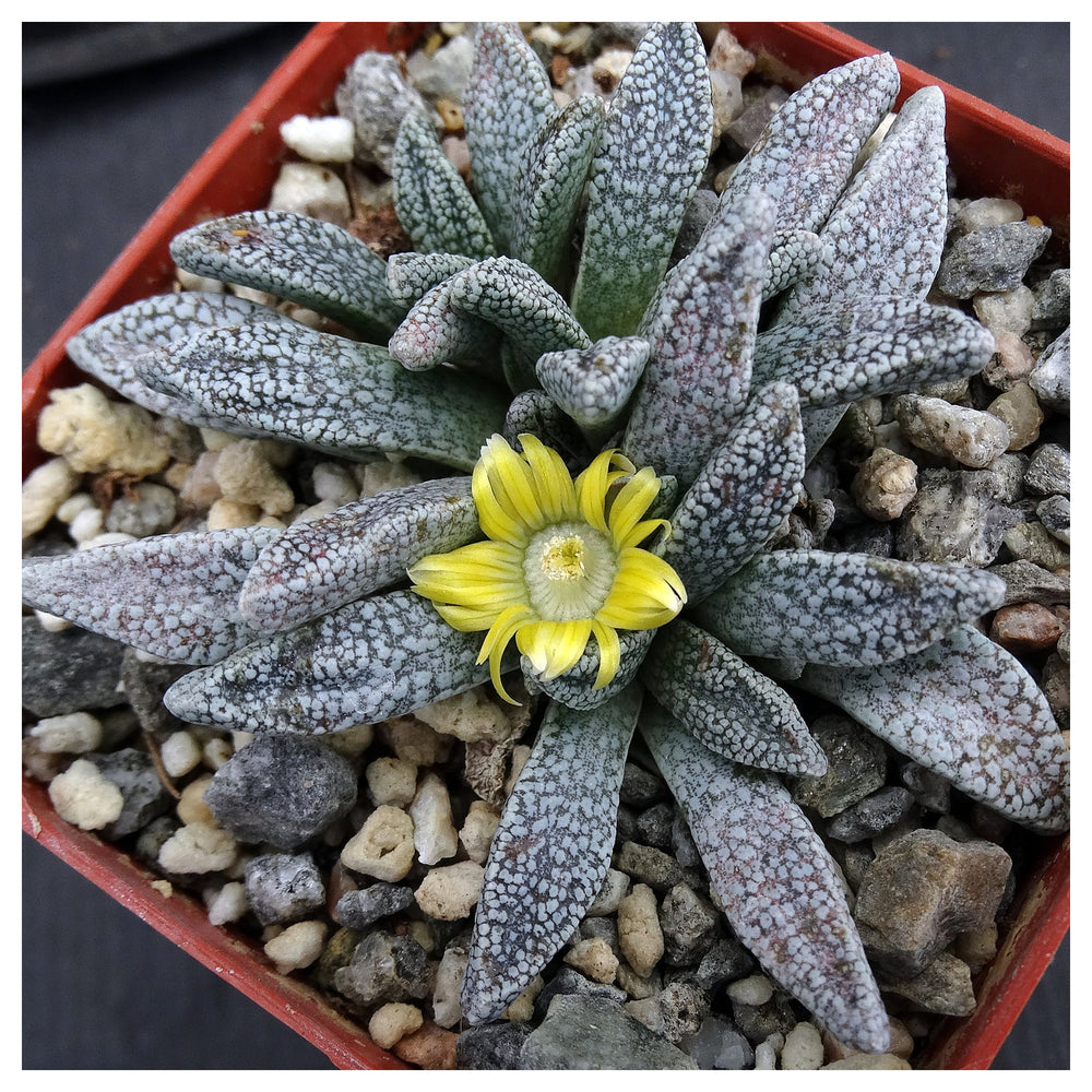 Green Nananthus Margaritiferus Plant Seeds for Planting | Heirloom, Non-GMO, High Germination Organic Garden Succul | Neera Seeds product photo [neera-v4-c989d2cc5bd22bf5bf0d]