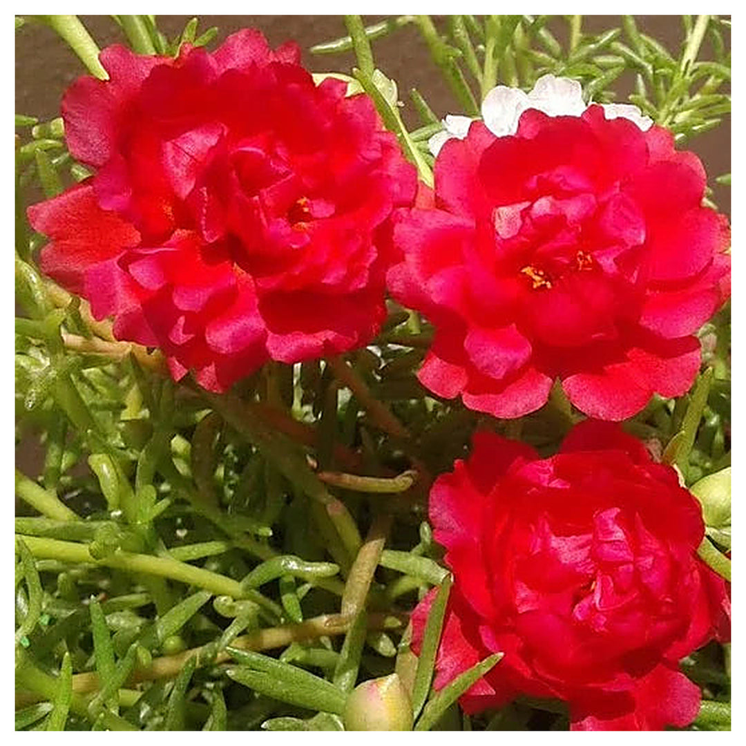 Red Portulaca Flower Seeds for Planting - Heirloom Non-GMO High Germination Organic Garden Seeds | Neera Seeds product photo [neera-v4-c98c9646d1745aabc995]