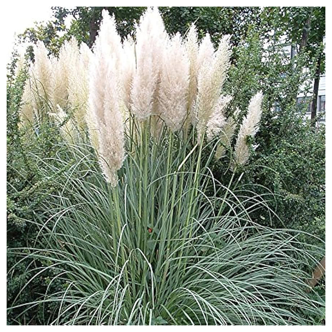 Pampas Grass For Planting Cortaderia Selloana Mix For Ornamental Borders And Urban Garden Flower | Neera Seeds product photo [neera-v4-c99d2e9b9436c7271668]