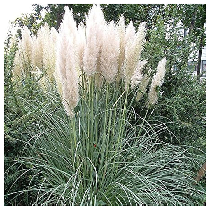 Pampas Grass For Planting Cortaderia Selloana Mix For Ornamental Borders And Urban Garden Flower | Neera Seeds product photo [neera-v4-c99d2e9b9436c7271668]