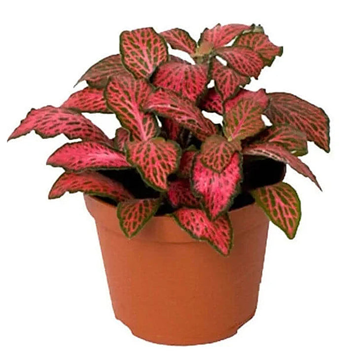 Red Fittonia Verschaffeltii Plant Seeds for Planting – Heirloom, Non-GMO, High Germination Nerve Plant Seeds for In | Neera Seeds product photo [neera-v4-c9aee04022415f636127]