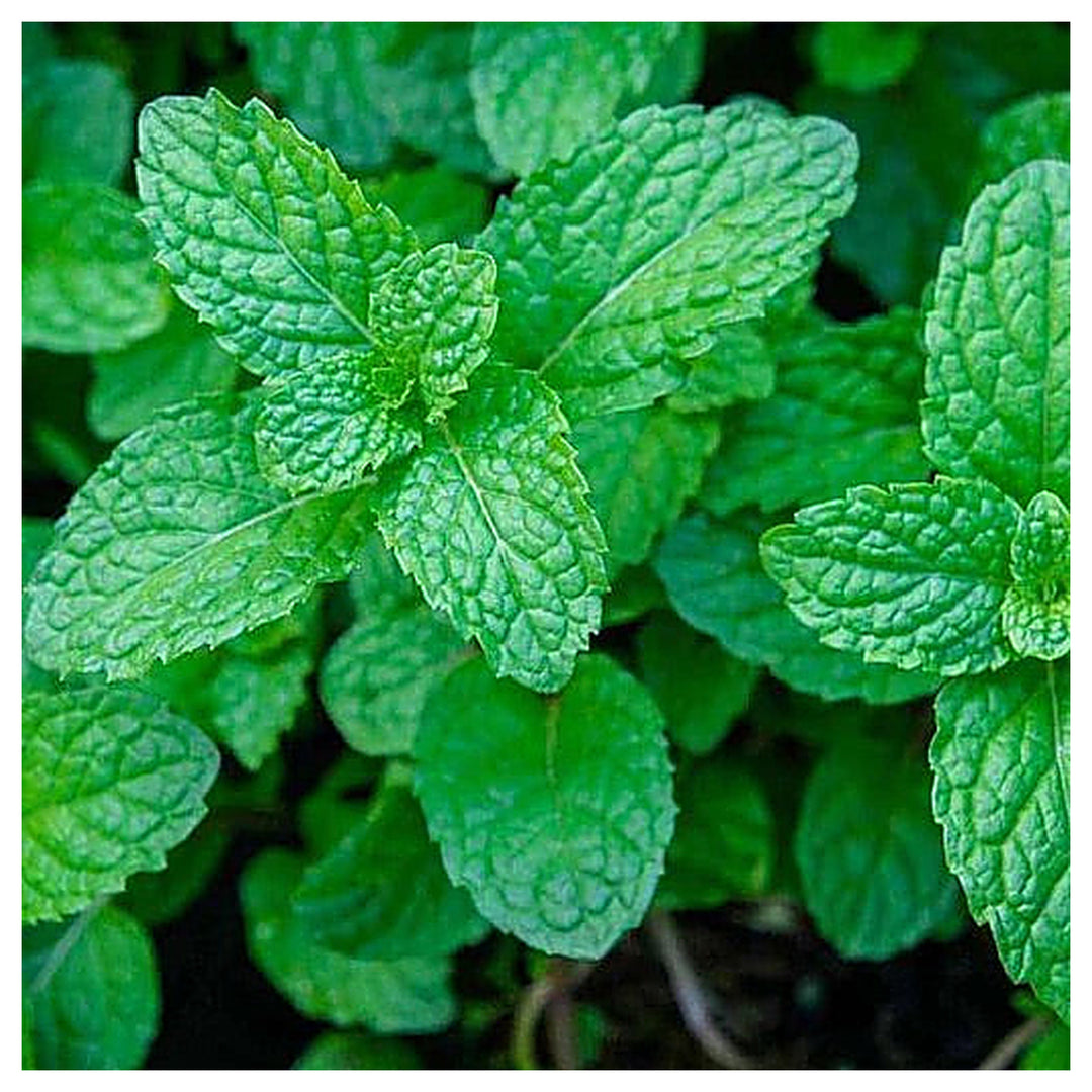 Peppermint Mint Seeds for Planting – Heirloom & Non-GMO Herb for Teas, Remedies & Culinary Gardens | Neera Seeds product photo [neera-v4-c9bfacf7f4ec43d2de66]