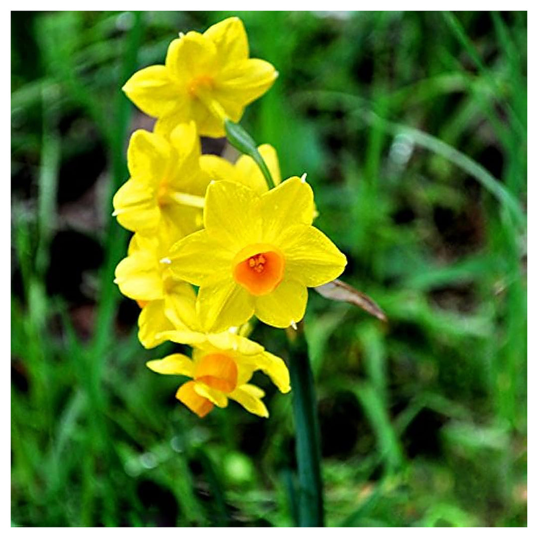 Daffodil Planting Narcissus Pseudonarcissus Home Garden Borders Flower Seeds Home Garden | Neera Seeds product photo [neera-v4-c9d6474e89ab6390707f]