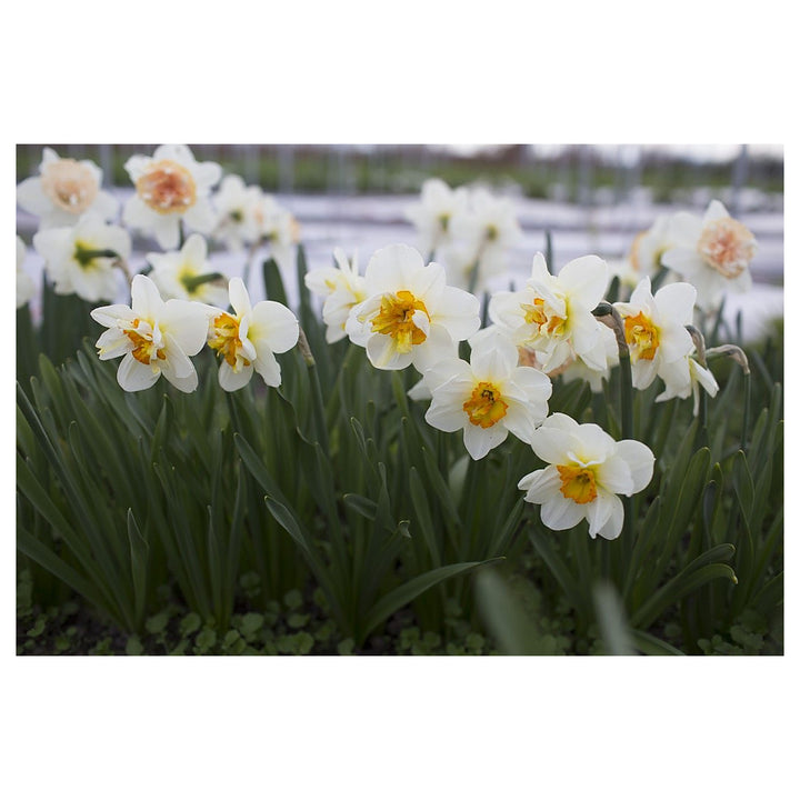 Narcissus Tazetta Flower Seeds for Planting – Fragrant Indoor &amp; Outdoor Bloom | Neera Seeds product photo [neera-v4-c9eedfefa3b1d382a078]