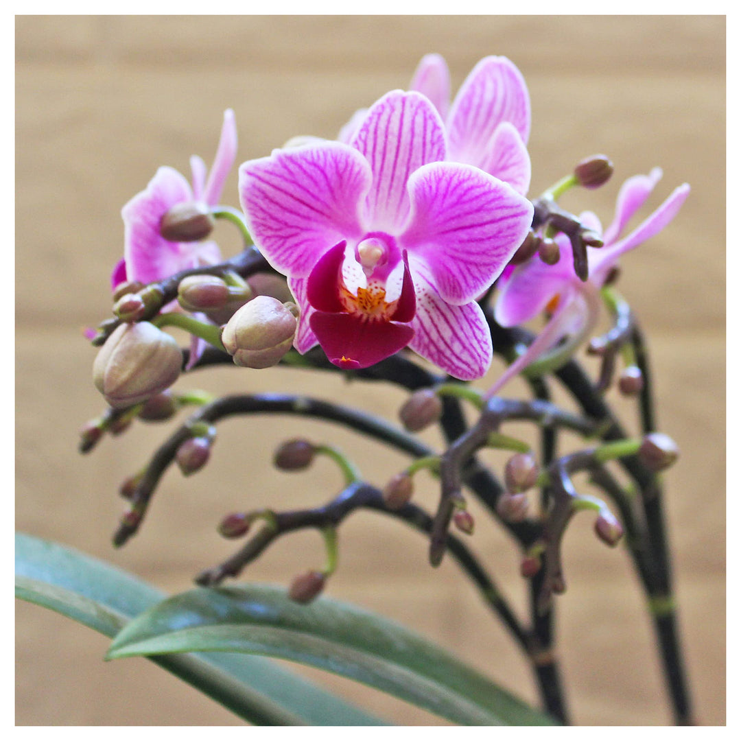 Phalaenopsis Orchid Rare Mini Orchid Easy Grow Flower Seeds Home Garden Planting, Vibrant | Neera Seeds product photo [neera-v4-ca432e850735ab754fa7]