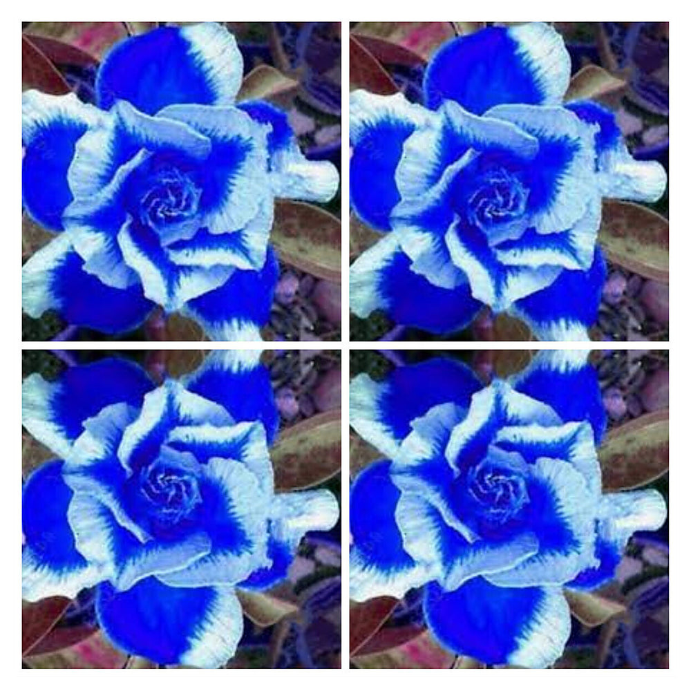White Blue Adenium Obesum Flower Seeds for Planting – Heirloom, Non-GMO, High Germination Exotic Bloom Seeds | Neera Seeds product photo [neera-v4-ca5893d5a522aed80477]