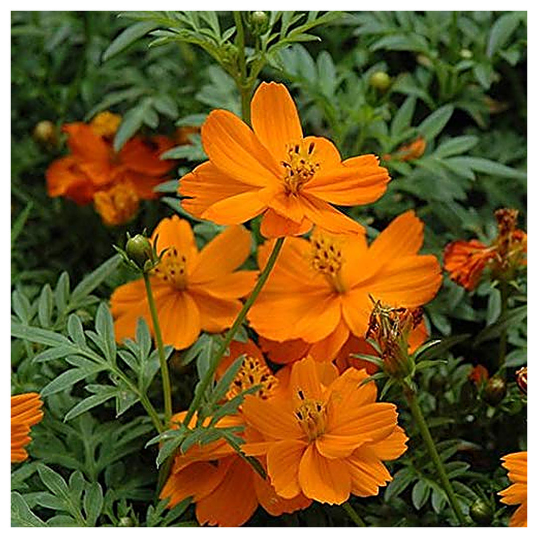 Orange Cosmos Flower Seeds for Planting – Vibrant Blooms, Non-GMO, Heirloom Seeds | Neera Seeds product photo [neera-v4-ca73f6d75e2b5a7ec51f]