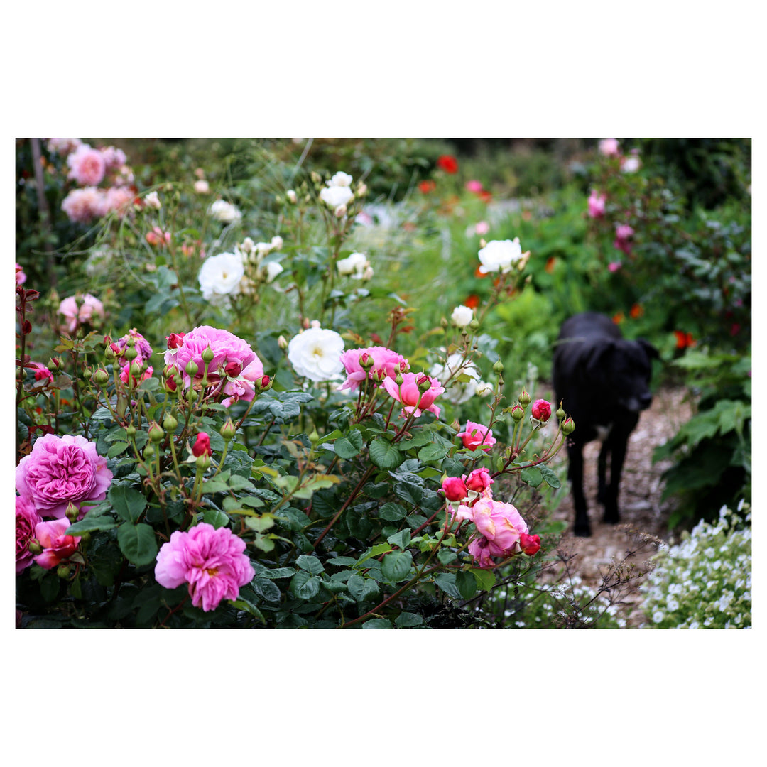 Pink Damask Flower Seeds for Planting – Heirloom, Fragrant, Non-GMO Blooms | Neera Seeds product photo [neera-v4-ca95d16c2a6241c7d423]