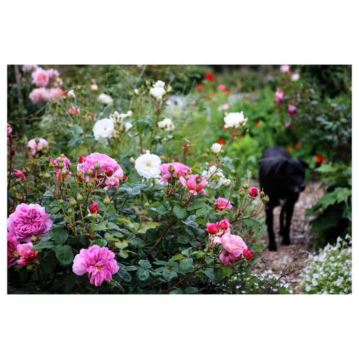 Pink Damask Flower Seeds for Planting – Heirloom, Fragrant, Non-GMO Blooms | Neera Seeds product photo [neera-v4-ca95d16c2a6241c7d423]