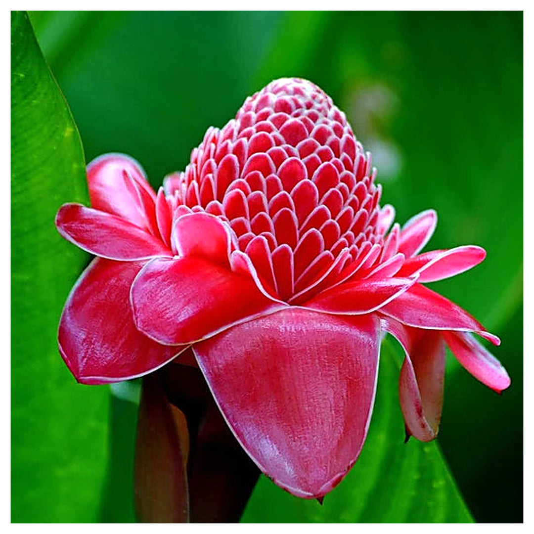 Red-Green Torch Ginger Plant Seeds – Grow Exotic, Tropical Flowers for Stunning Gardens, Heirloom & Non-GMO Seeds | Neera Seeds product photo [neera-v4-ca9d4867b99845409416]
