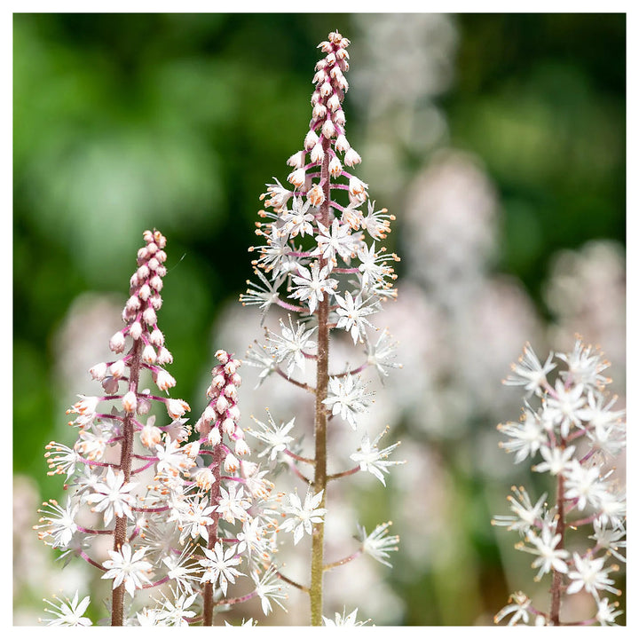 Heirloom Non-GMO Pink White Tiarella Flower Seeds for Planting – Delicate Blooms for Shaded Garden Borders | Neera Seeds product photo [neera-v4-caa0dcd885139b15dcad]