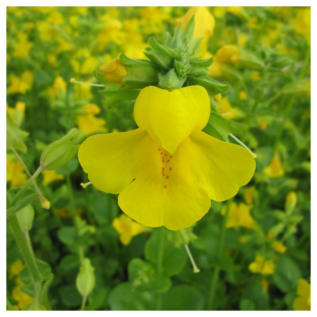 Heirloom Mimulus Guttatus Flower Seeds – Non-GMO Yellow Monkey Flower for Wetland Garden Planting | Neera Seeds product photo [neera-v4-caa8405ae564dae14f93]