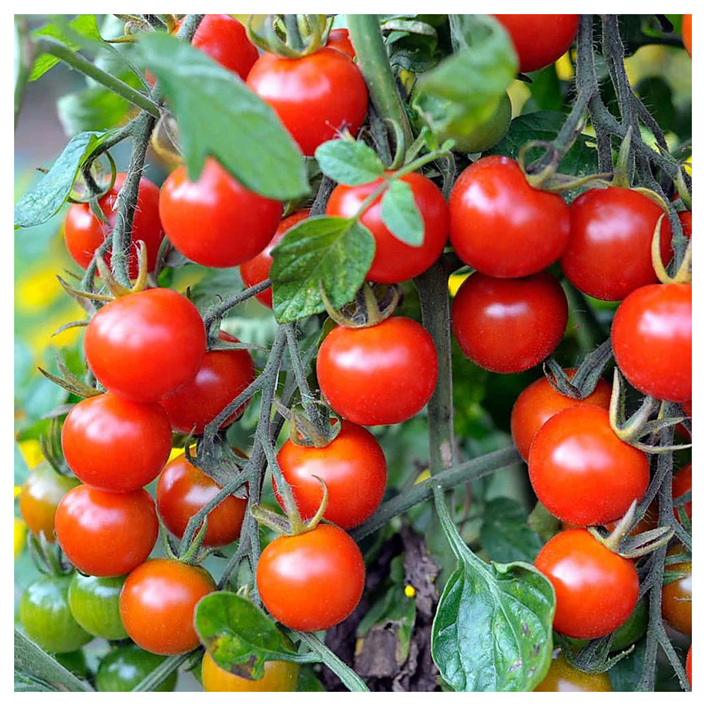 Cherry Tomato Vegetable Seeds for Planting – Heirloom, Non-GMO, High Germination Organic Garden Seeds | Neera Seeds product photo [neera-v4-caae4784501bb4ca7f68]