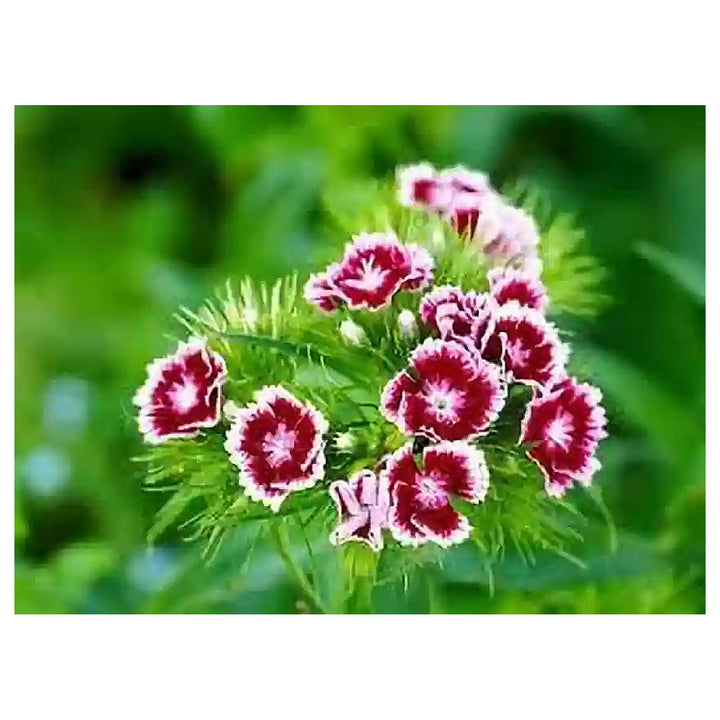 Dianthus Red White Flower Seeds – Heirloom, Non-GMO Seeds for Planting Colorful Garden Blooms | Neera Seeds product photo [neera-v4-cab4e4561ac8af35a408]