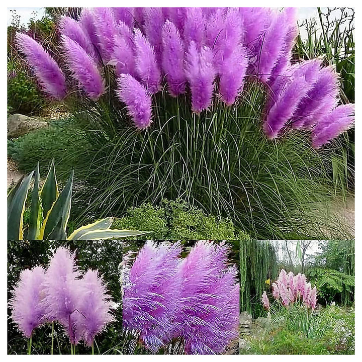 Nema Rare Purple Pampas Grass Seeds – Ornamental Grass Seeds for Planting, Heirloom &amp; Non-GMO Drought-Tolerant Pere | Neera Seeds product photo [neera-v4-cac7b1a0566b274209a2]