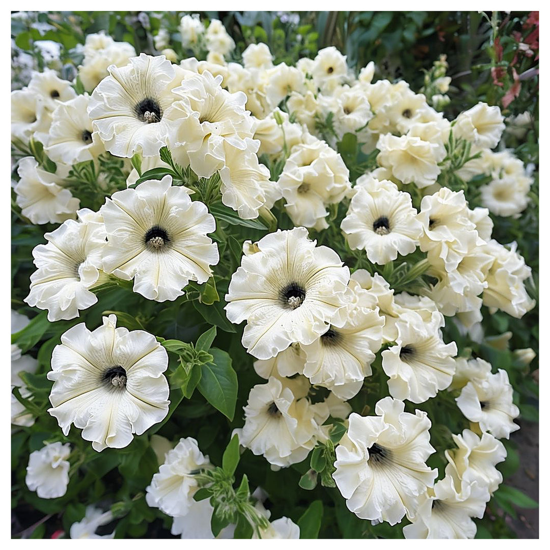Cream Petunia Flower Seeds for Planting – Heirloom, Non-GMO, High Germination Organic Garden Seeds | Neera Seeds product photo [neera-v4-cacabeb11e53be79add5]
