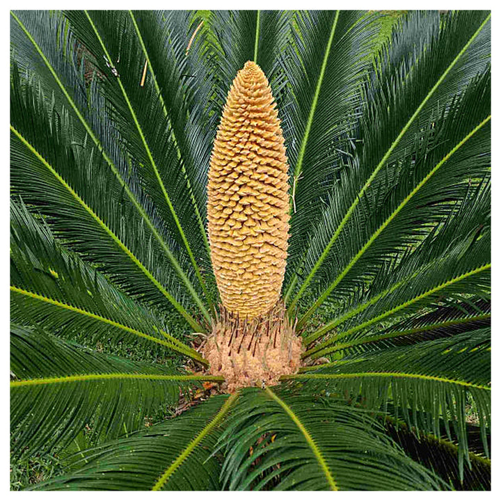 Heirloom Non-GMO Brown Cycas Plant Seeds for Planting – Tropical Foliage for Outdoor Landscapes | Neera Seeds product photo [neera-v4-cae0f239557eb8aa6664]