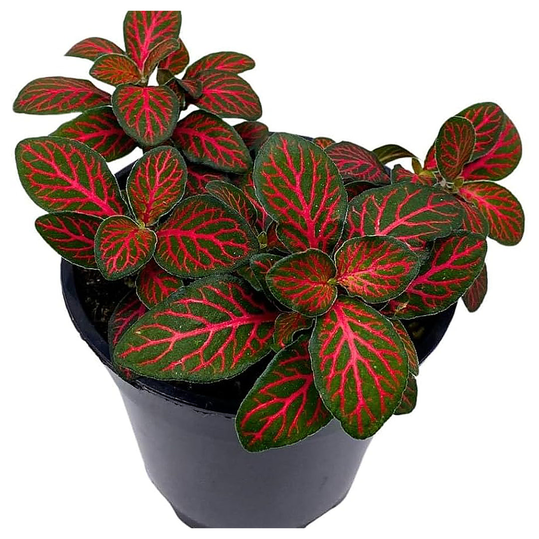 Red Fittonia Verschaffeltii Plant Seeds for Planting – Heirloom, Non-GMO, High Germination Nerve Plant Seeds for In | Neera Seeds product photo [neera-v4-caeea3b7818715ef1ba9]