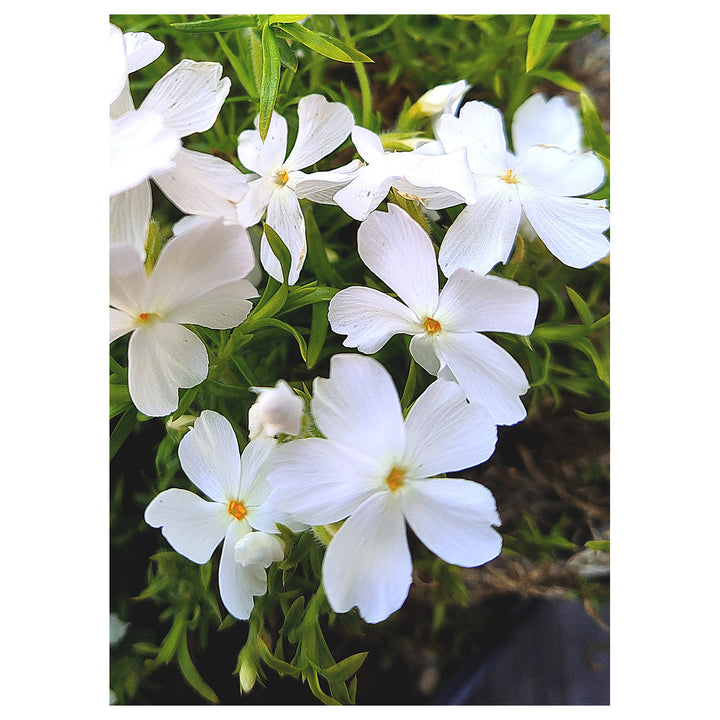 Creeping White Flower Seeds for Planting – Organic, Heirloom, Non-GMO Garden Seeds | Neera Seeds product photo [neera-v4-cb0129e6bb0e69b15bb8]
