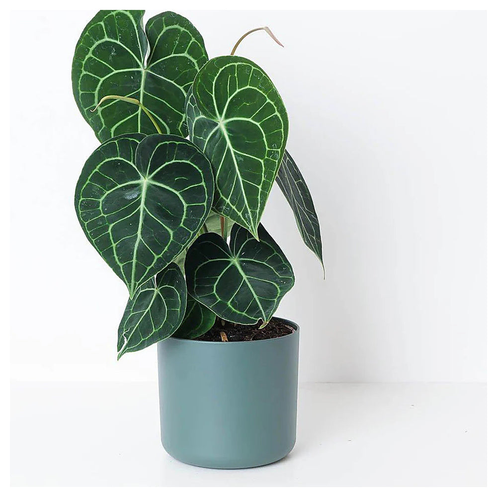 Anthurium clarinervium Plant seeds - Heirloom and Non-GMO garden seeds for Planting | Neera Seeds product photo [neera-v4-cb06b35e2bdf05c8941f]