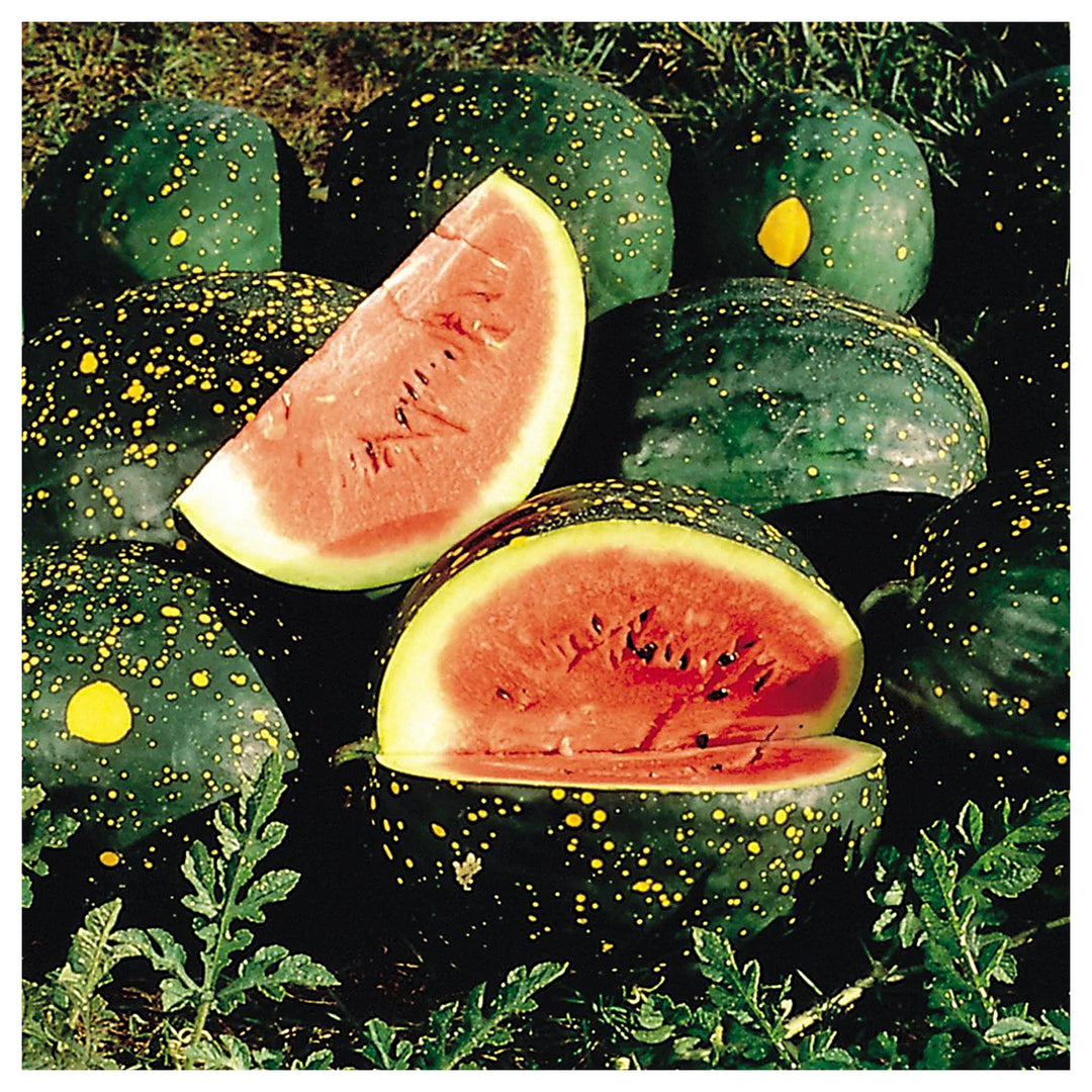 Moon and Stars Watermelon Fruit Seeds for Planting – Unique, Sweet &amp; Refreshing, Heirloom &amp; Non-GMO Seeds | Neera Seeds product photo [neera-v4-cb0d101e2bf2caee99a2]