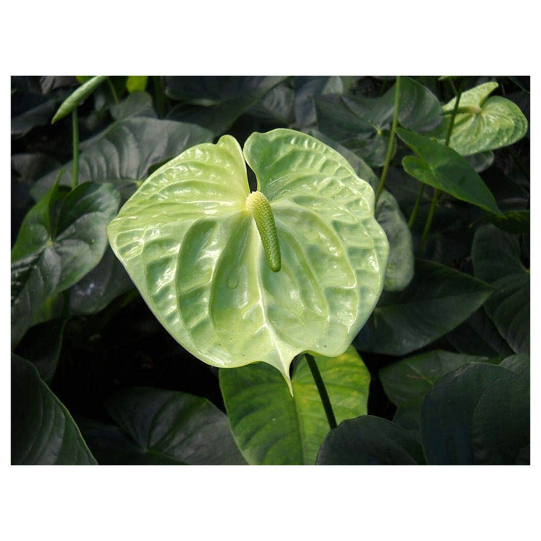 Green Anthurium Linden Seeds for Planting – Heirloom, Organic, Non-GMO, High Germination Garden Flower Seeds | Neera Seeds product photo [neera-v4-cb0d57b451317420e45e]