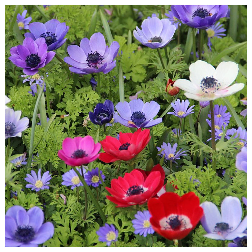Organic Heirloom Non-GMO Anemone Flower Seeds for Planting – Spring Blooming | Neera Seeds product photo [neera-v4-cb11b66fcd219bf92af0]