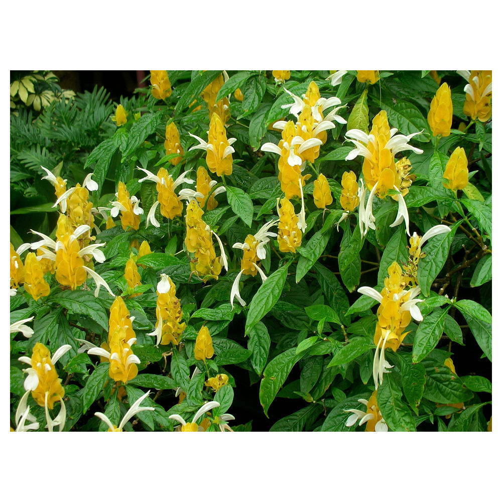 Heirloom Light Yellow Pachystachys Flower Seeds, Non-GMO Tropical Bloom Seeds for Garden Planting | Neera Seeds product photo [neera-v4-cb1c750a55c58f85baf0]