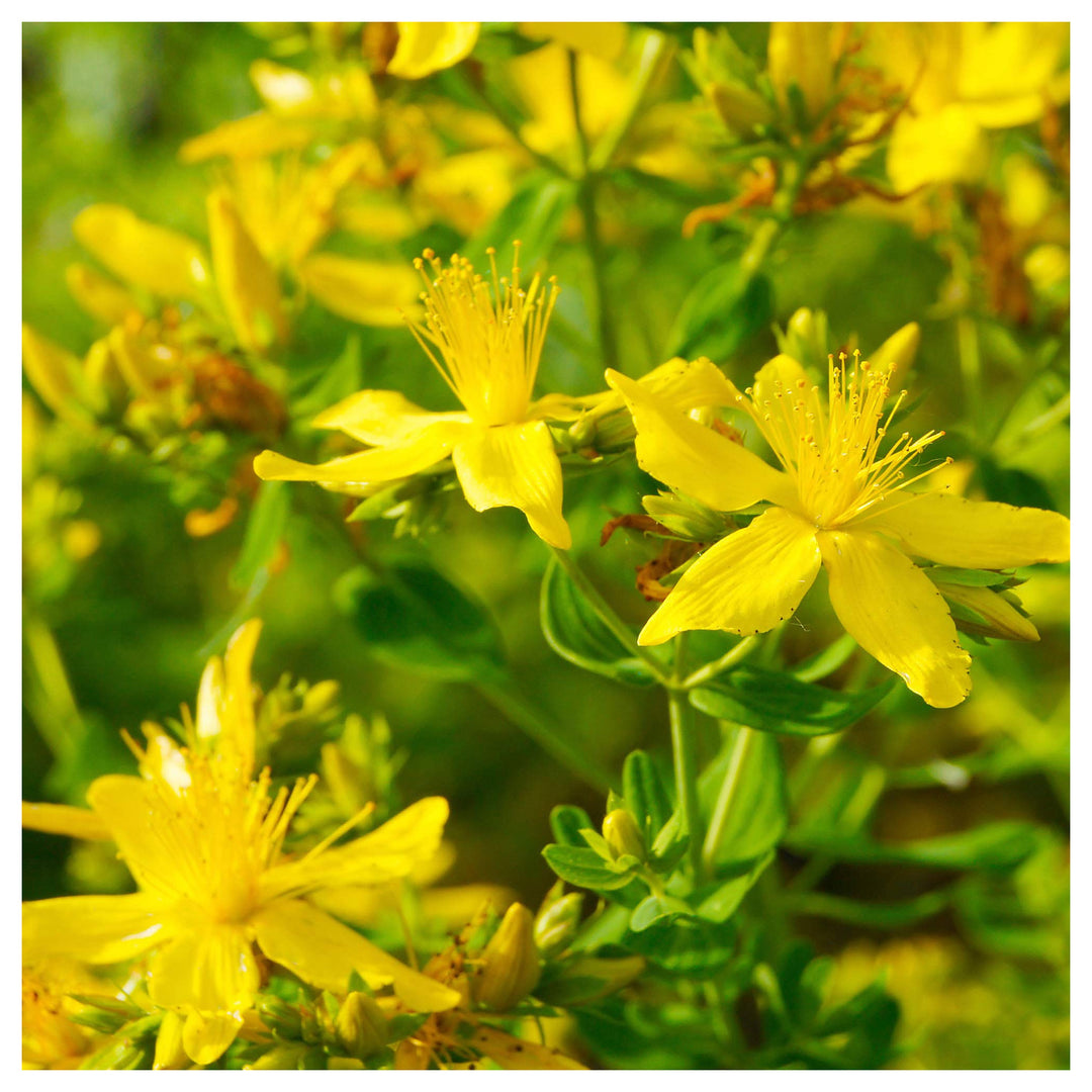 Heirloom Non-GMO Hypericum Flower Seeds for Planting – Medicinal Ornamental Garden Seeds | Neera Seeds product photo [neera-v4-cb26f559ff5c85eab3b1]