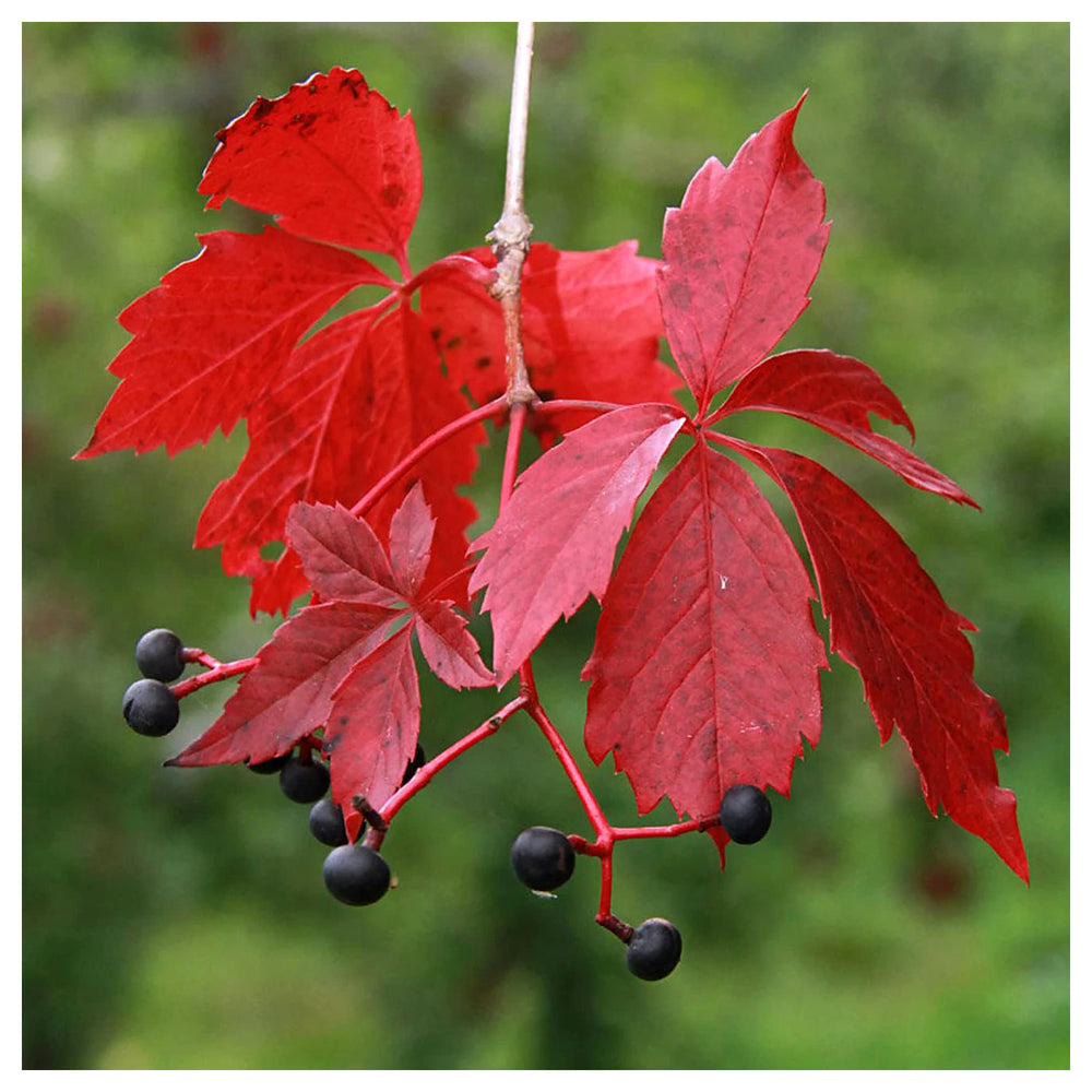 Parthenocissus Plant Seeds – Heirloom, Non-GMO, Fast-Growing Climber for Garden and Wall Planting | Neera Seeds product photo [neera-v4-cb280576a8f1e3fab049]