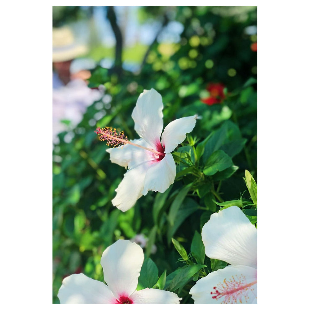 White Hibiscus Heirloom Non-GMO Seeds for Planting – Organic Garden Seeds, High Germination, Vibrant Blooms | Neera Seeds product photo [neera-v4-cb3ba8f078145b7c5480]
