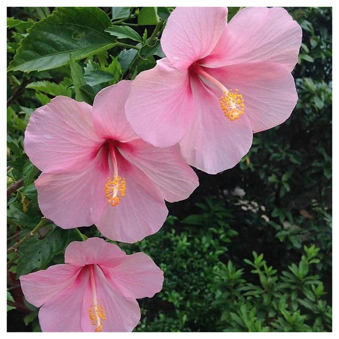 Heirloom Non-GMO Baby Pink Hibiscus Flower Seeds – Delicate Tropical Blooms for Garden Planting | Neera Seeds product photo [neera-v4-cb597bd764c3bdd7620b]