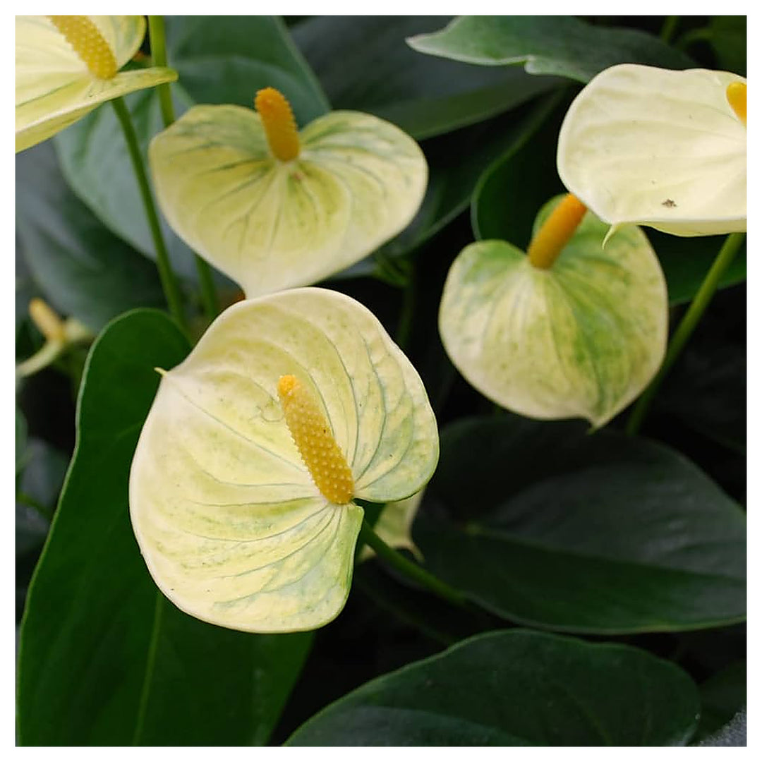Organic Light Yellow Anthurium Linden Flower Seeds for Planting – Heirloom, Non-GMO, High Germination | Neera Seeds product photo [neera-v4-cb5be44f28fa4cbd7649]