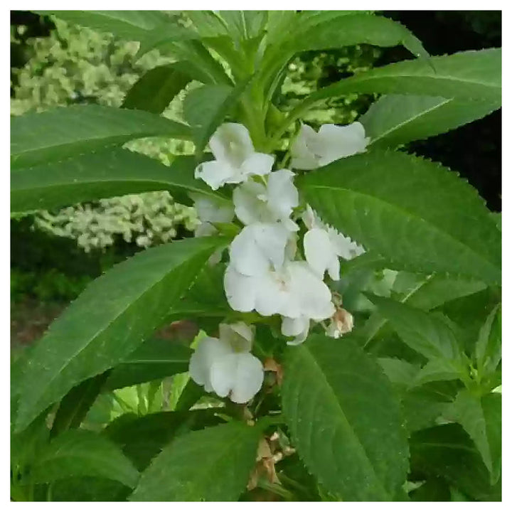 Heirloom Non-GMO White Balsamine Flower Seeds for Planting – Elegant Garden Annual Blooms | Neera Seeds product photo [neera-v4-cb5e2b67285eb074d4bc]