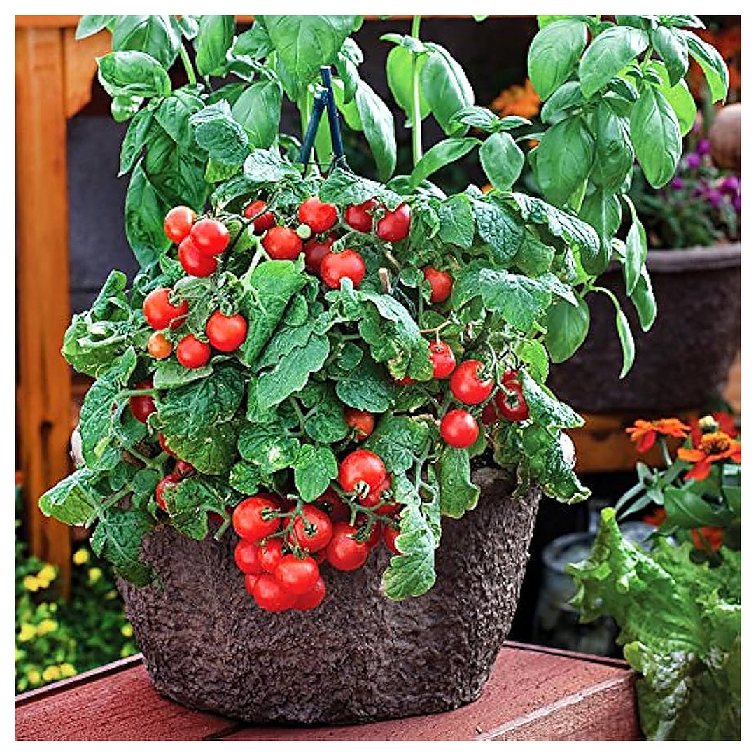 Dwarf Red Robin Tomato Seeds for Planting – Heirloom, Non-GMO, High Germination Organic Vegetable Seeds | Neera Seeds product photo [neera-v4-cb68e2e42dcd03a36179]