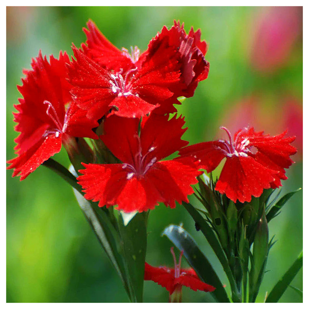Heirloom Non-GMO Red Dianthus Flower Seeds for Garden Planting – Fragrant Hardy Blooms Variety | Neera Seeds product photo [neera-v4-cb7178ef083efaeed4cc]