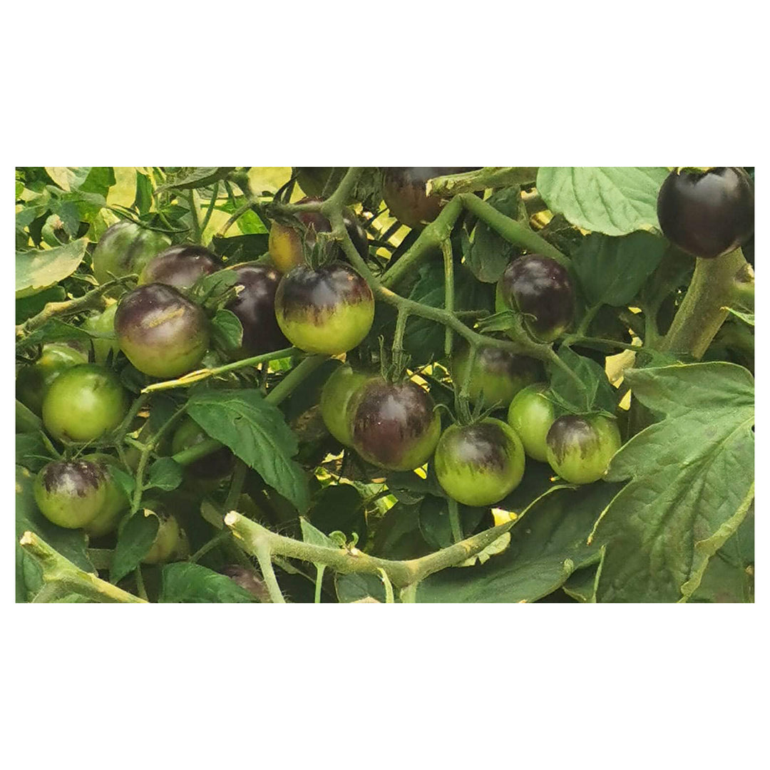 Green Purple Tomato Seeds for Planting | Heirloom, Non-GMO, High Germination, Organic Garden Seeds | Neera Seeds product photo [neera-v4-cb7a9486f26256f09b35]