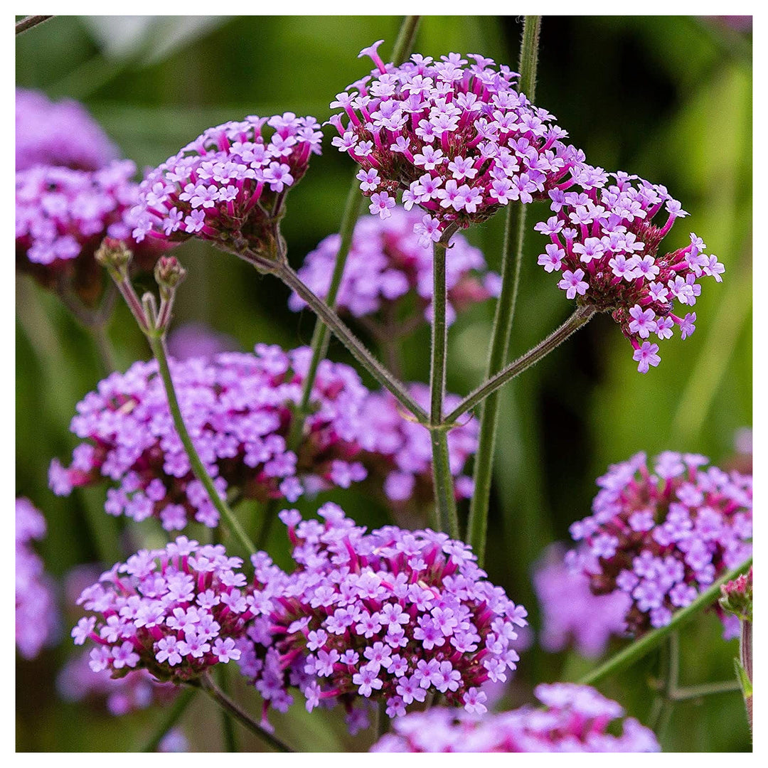 Organic Violet Verbena Plant Seeds for Planting – Heirloom Non-GMO High Germination Garden Seeds | Neera Seeds product photo [neera-v4-cb8889a635edb14fe15c]