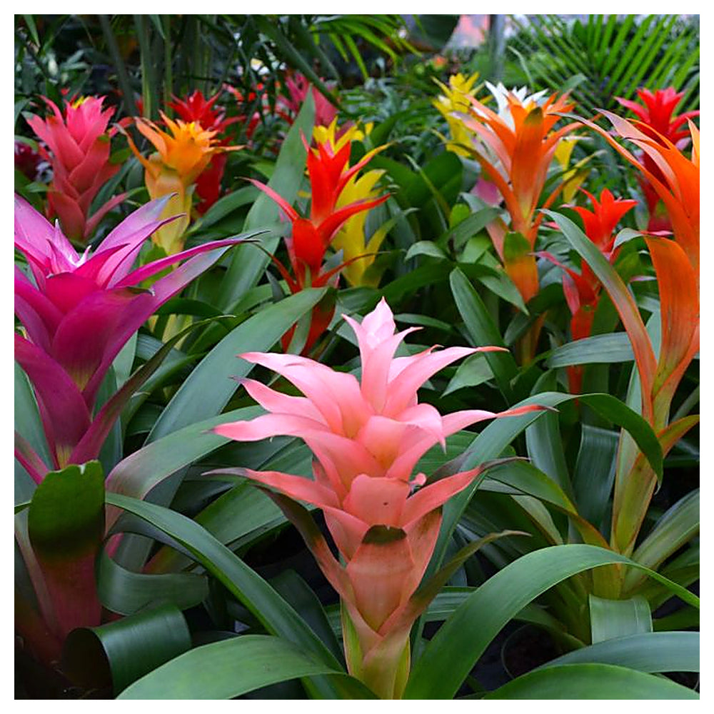 Non-GMO Mixed Bromeliad Flower Seeds for Garden Planting – Exotic Tropical Blooms | Neera Seeds product photo [neera-v4-cb8bc0ef94b8b3e3d0c4]