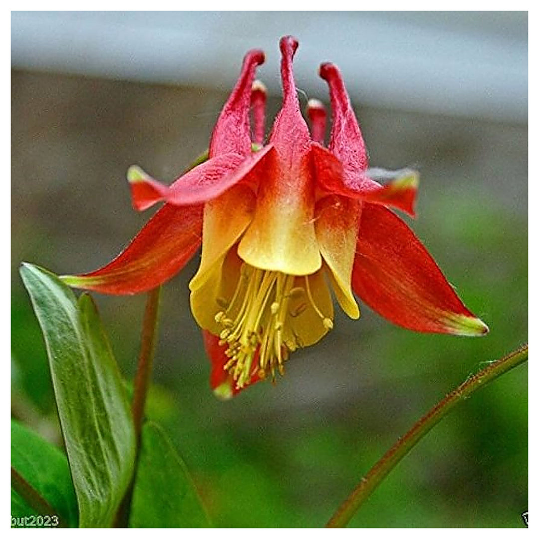 Red Columbine Eastern For Aquilegia Canadensis Flowers Flower Seeds for Home Garden Planting, | Neera Seeds product photo [neera-v4-cb8ee4899cdacbb852f0]